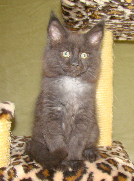     Catsvill County!   !    !       !!!    Catsvill County +7-926-544-74-09     .   ,   ,   ,    ,   ,  ,     ,   -,    ,   !